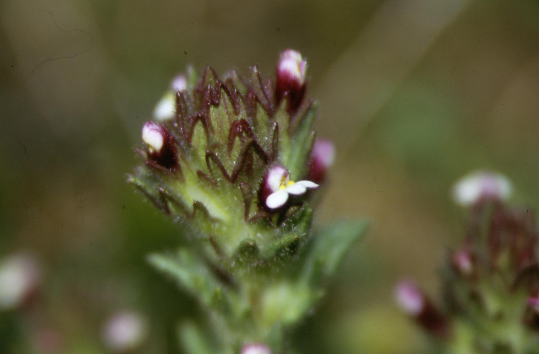 Parentucellia latifolia / Perlina rossiccia